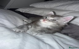 Maine Coon cats for sale: Stunning Maine Coon Litter Of Kittens Ready Now - Advert 5