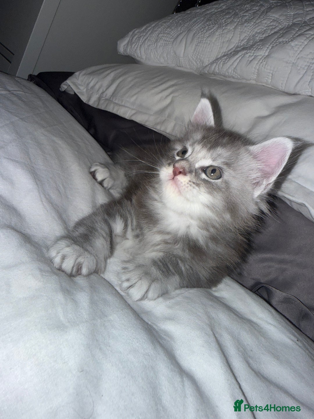 Maine Coon cats for sale: Stunning Maine Coon Litter Of Kittens Ready Now - Advert 5
