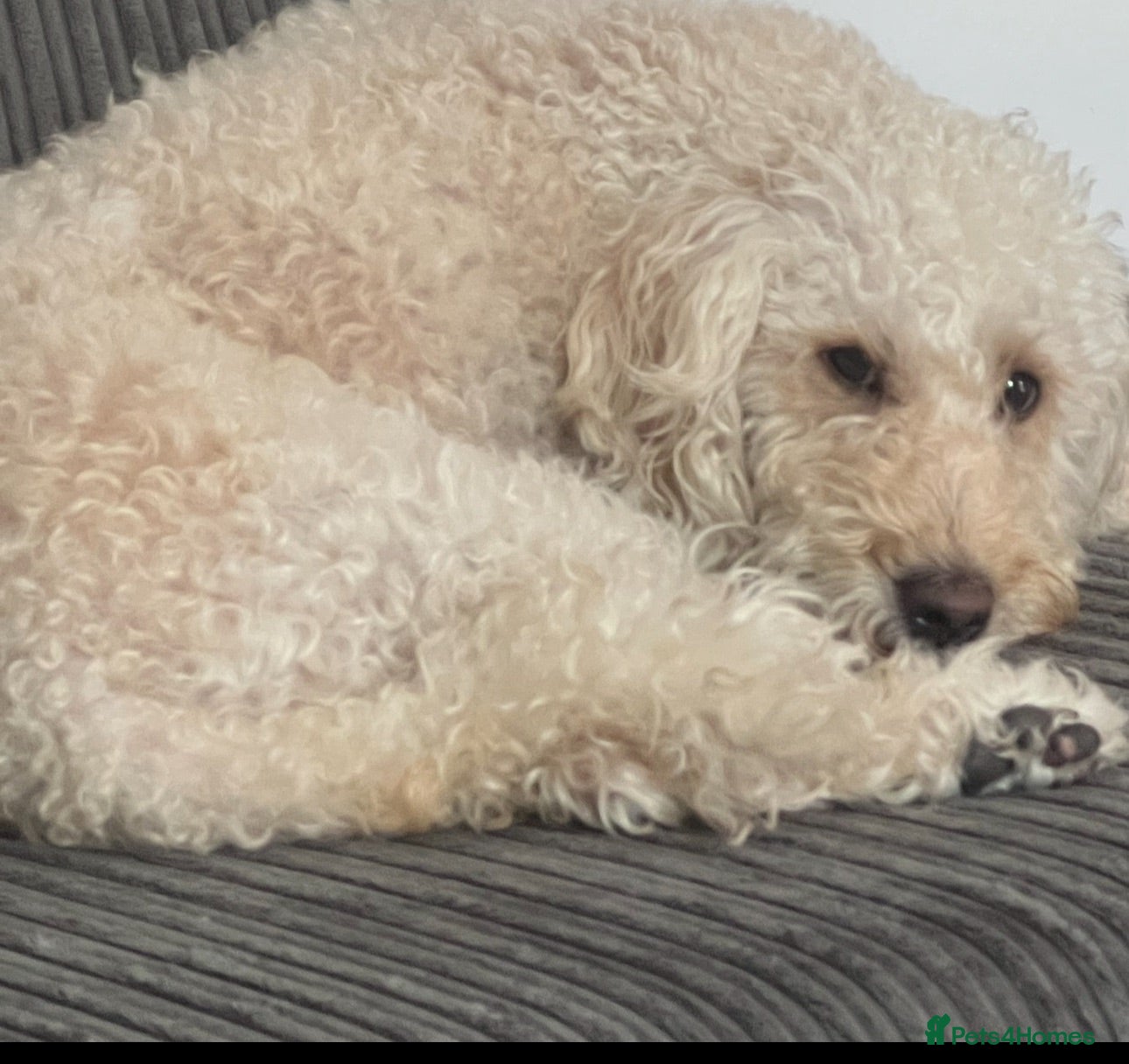 Labradoodle dogs Beautiful Aussie labradoodles  - Advert 2