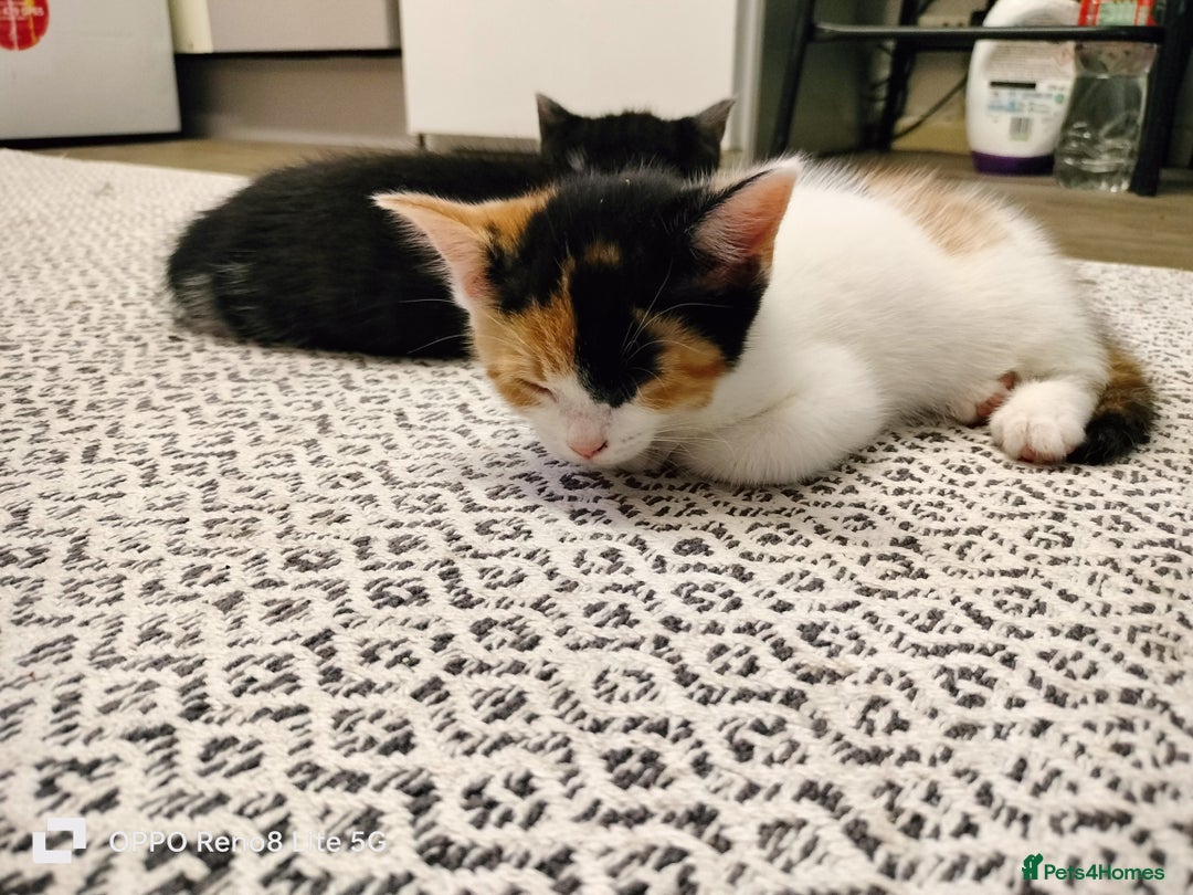 Domestic Shorthair cats for sale: Kittens  - Advert 11