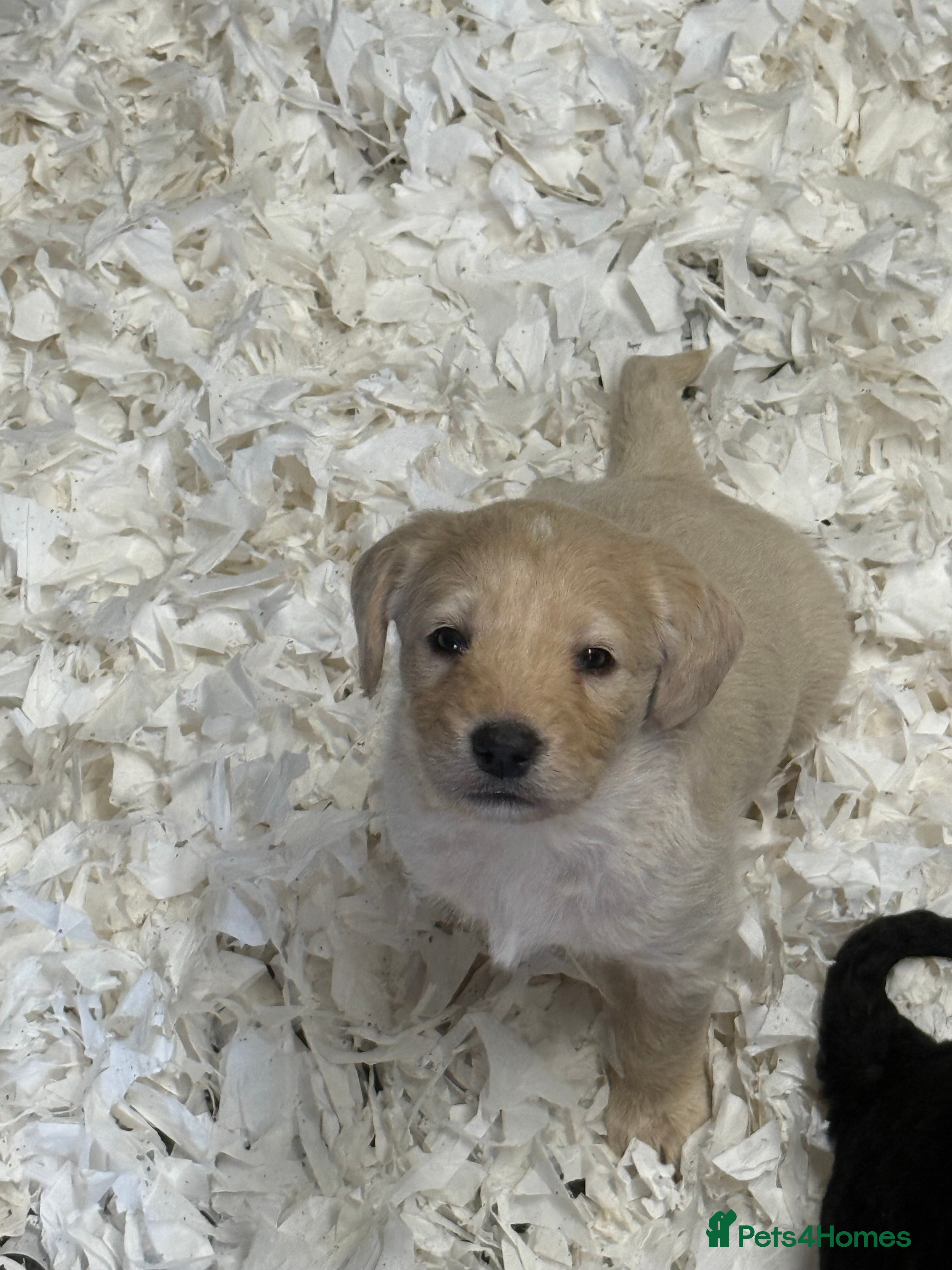 Labradoodle dogs Cracking F1 Labradoodles.  - Advert 3