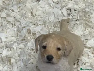 Labradoodle dogs Cracking F1 Labradoodles. - Advert 3