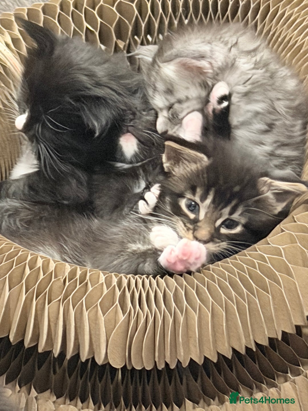 Maine Coon cats for sale: TICA reg adorable Maine Coon baby kittens  - Advert 26