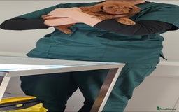 Cockapoo dogs for sale: Ready now  - Advert 9