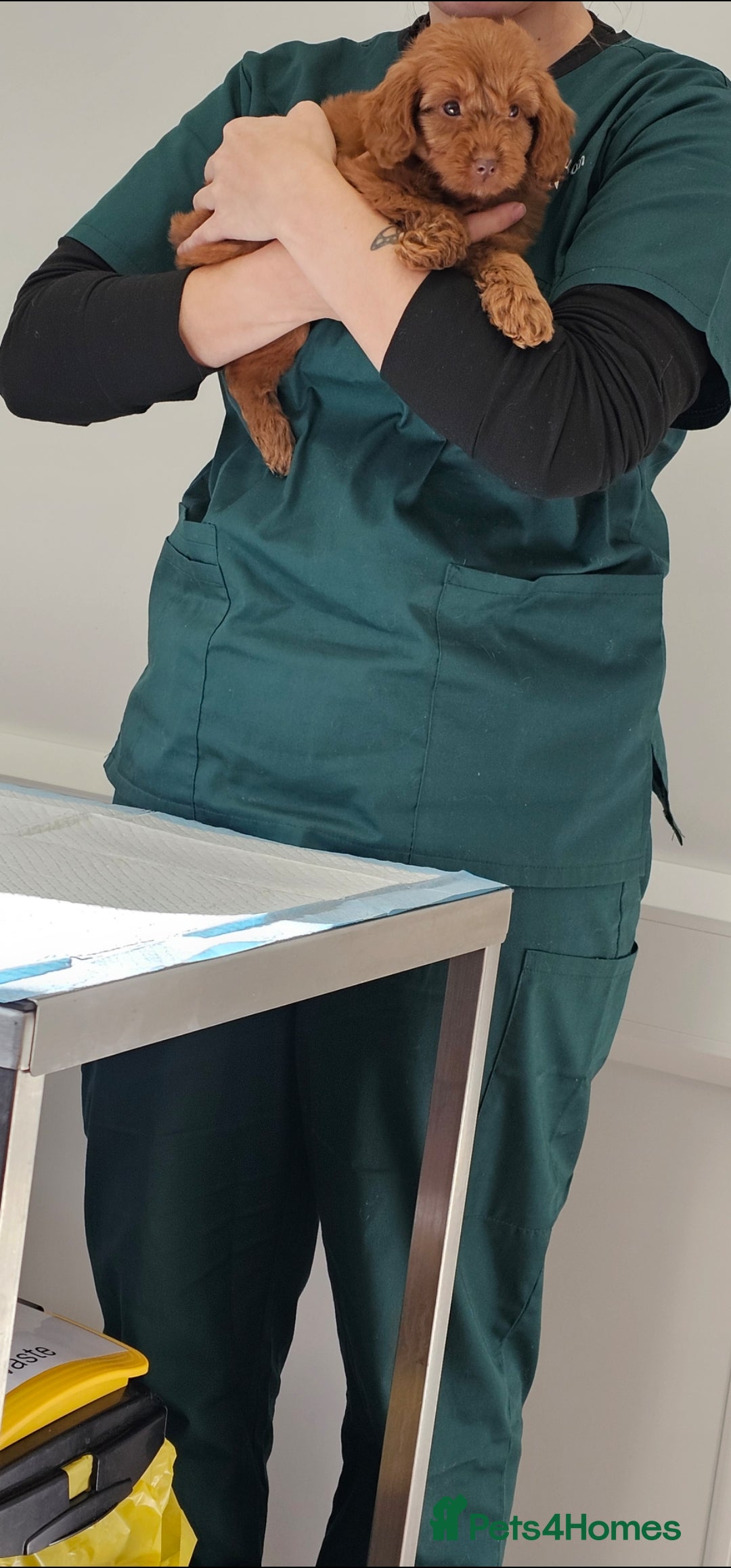 Cockapoo dogs for sale: Ready now  - Advert 9