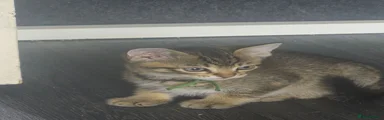 Kitten 4