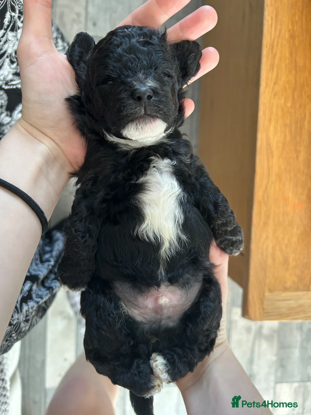 Shihpoo dogs for sale: Shihpoos  - Advert 22