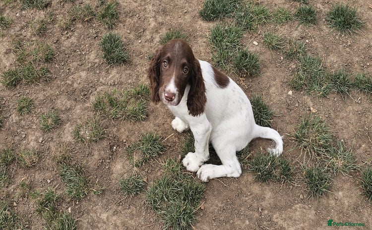 English Springer Spaniel dogs - Advert 1