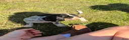 Dachshund dogs for sale: Two beautiful Isabela dachshund b in Rugby - Advert 17