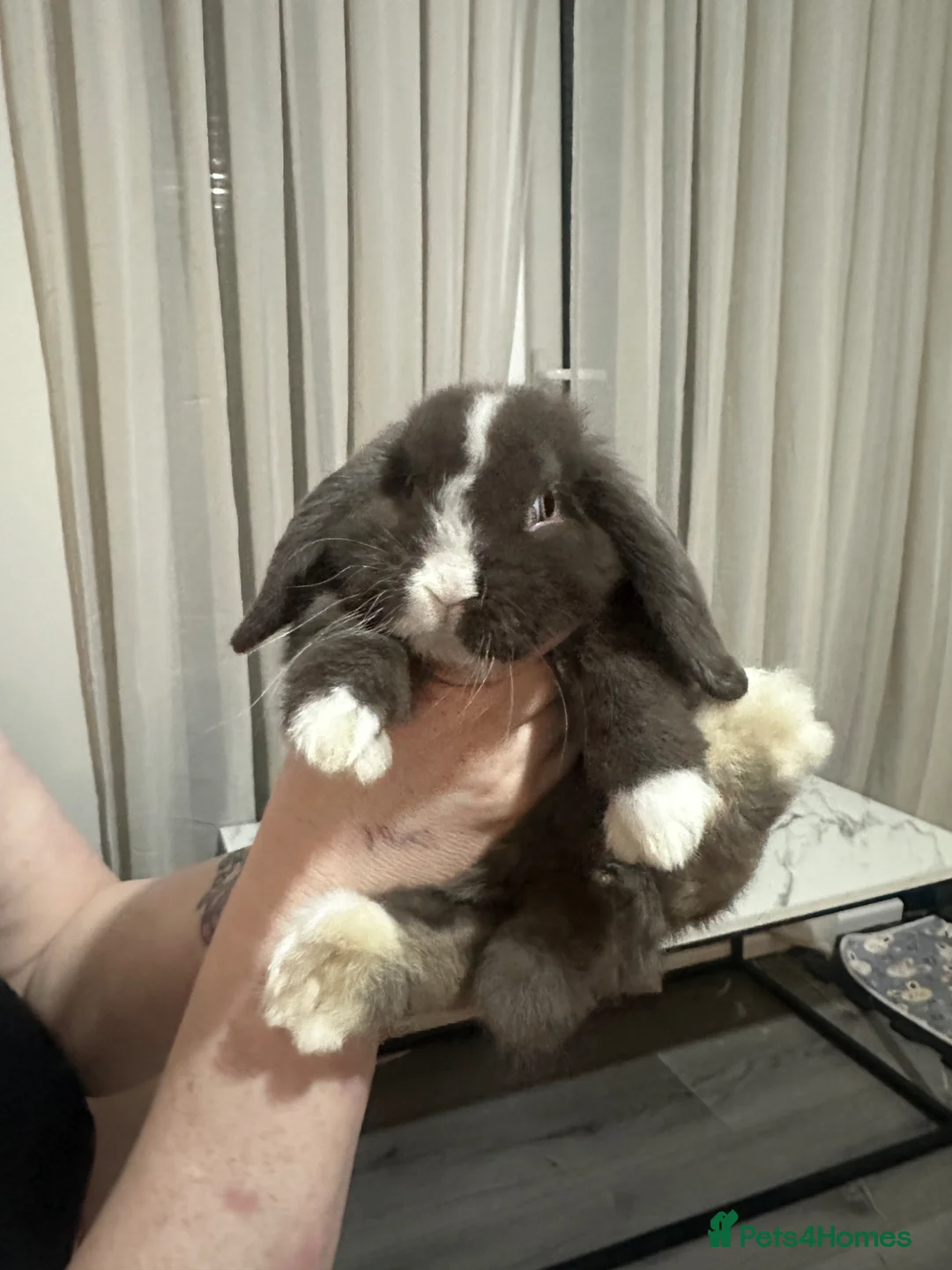 Mini Lop rabbits for sale: Chocolate blue eyed mini lop boy  - Advert 1