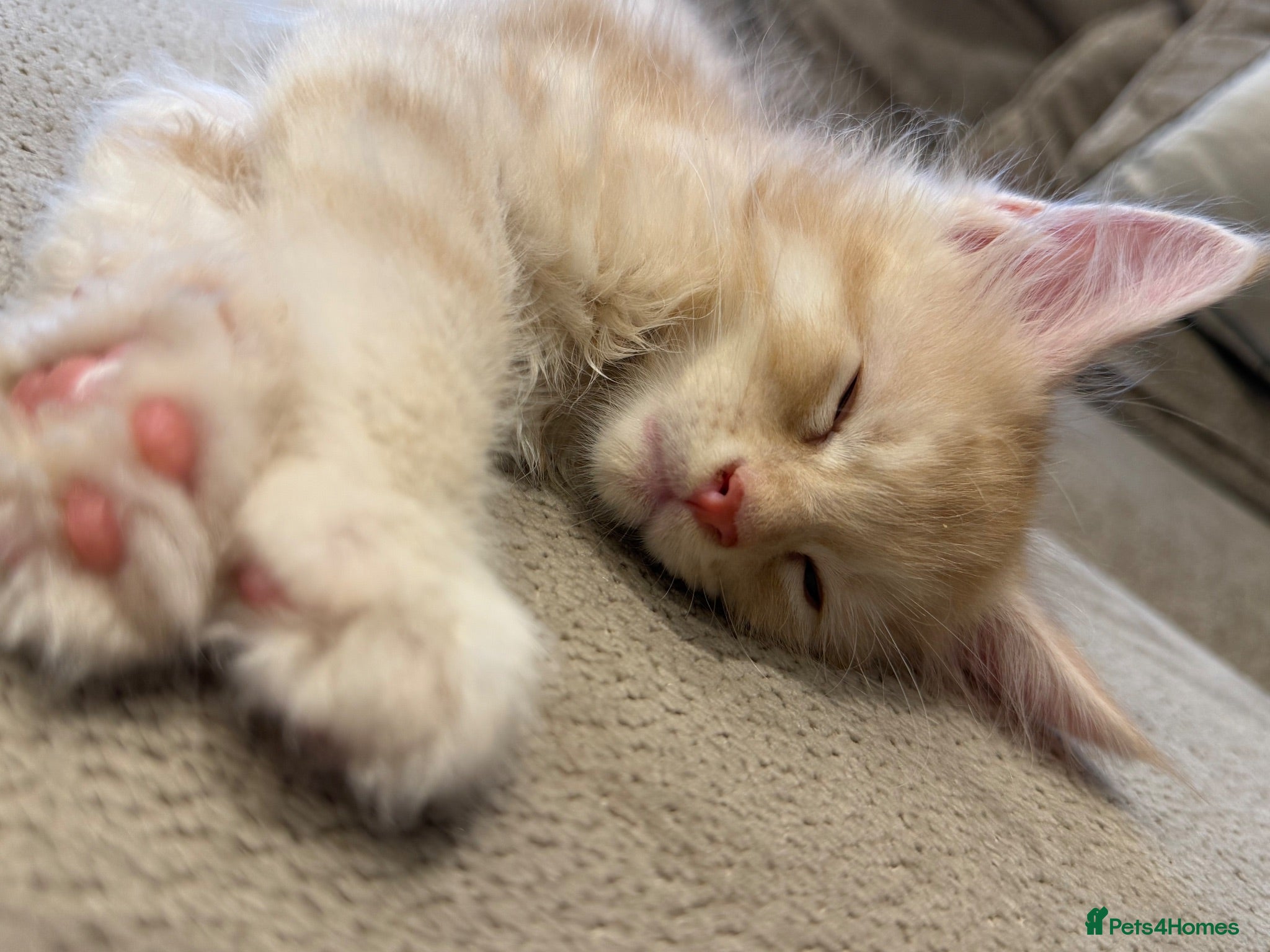 Maine Coon cats GCCF/TICA Pedigree Maine Coon Kittens - Advert 14