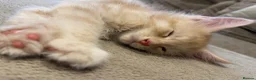 Maine Coon cats for sale: GCCF Pedigree Maine Coon kitten  - Advert 3