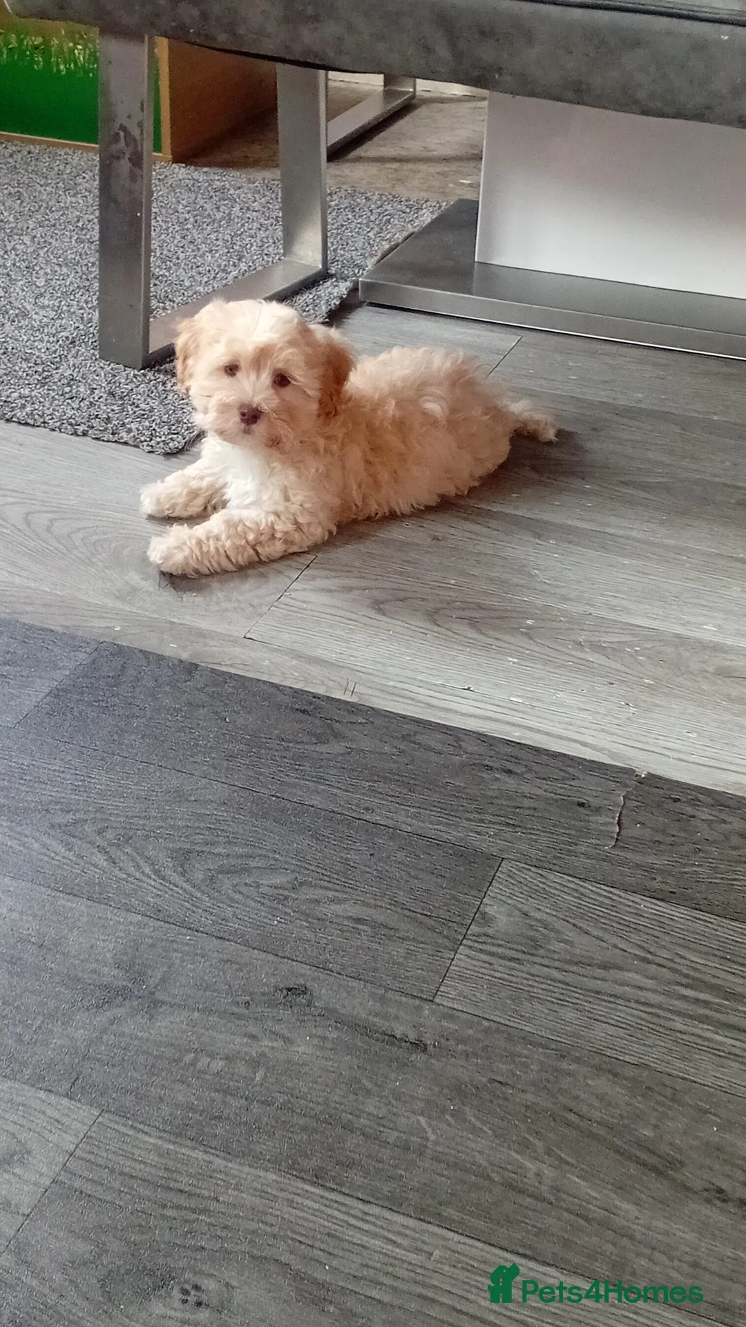 Maltipoo dogs for sale: Maltipoo boys available  - Advert 2