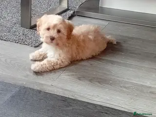 Maltipoo dogs Maltipoo boys available - Advert 14