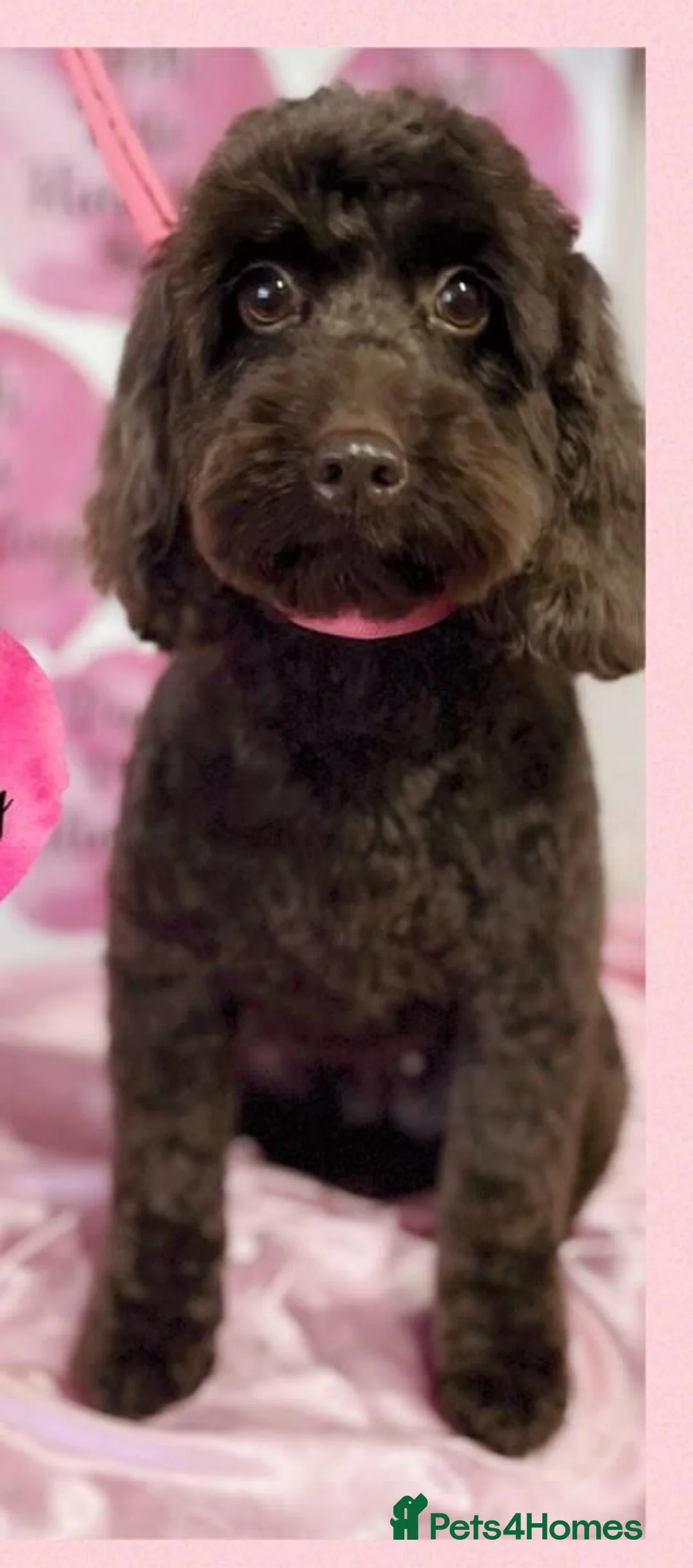 Cockapoo dogs for sale: 2 cockapoos to go together  - Advert 8