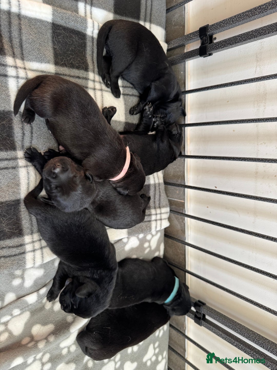 Mixed Breed dogs for sale: Belgian mal x Black lab - Image 2
