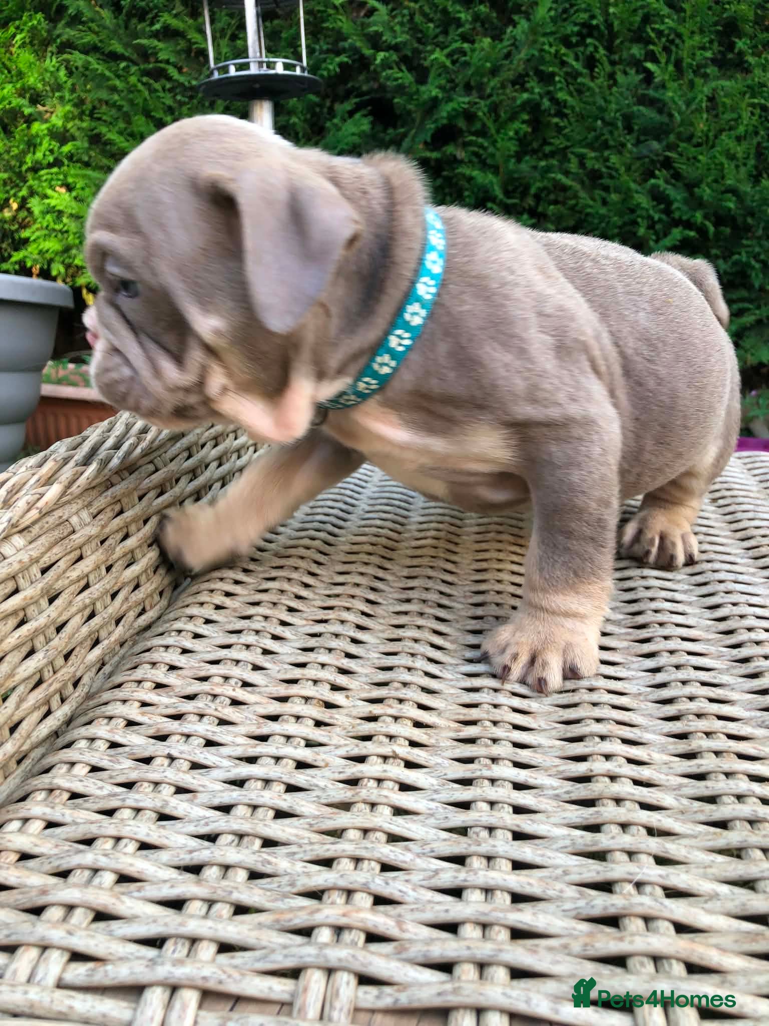 English Bulldog dogs for sale: English bulldog puppies in Doncaster - Advert 3