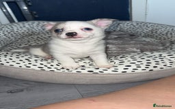 Chihuahua dogs for sale: ONE MALE LEFT READY FROM 3rd September - Image 6