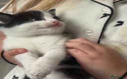 Mixed Breed cats for sale: 5 female kittens for sale  - Image 3