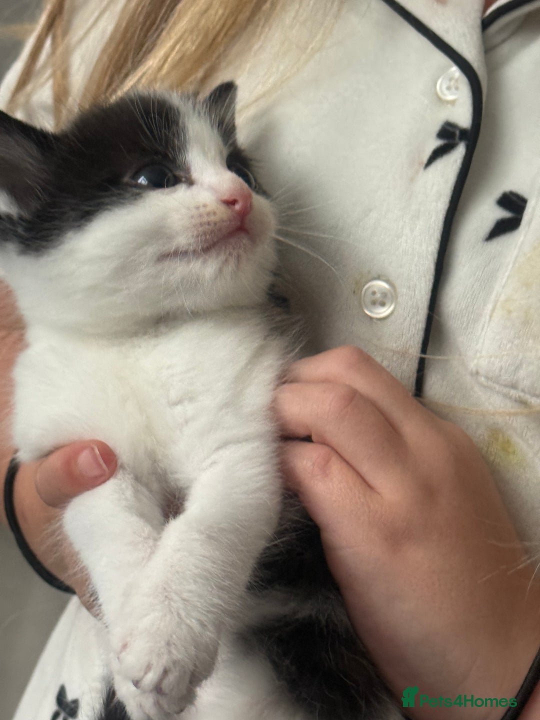 Mixed Breed cats for sale: 5 female kittens for sale  - Image 3