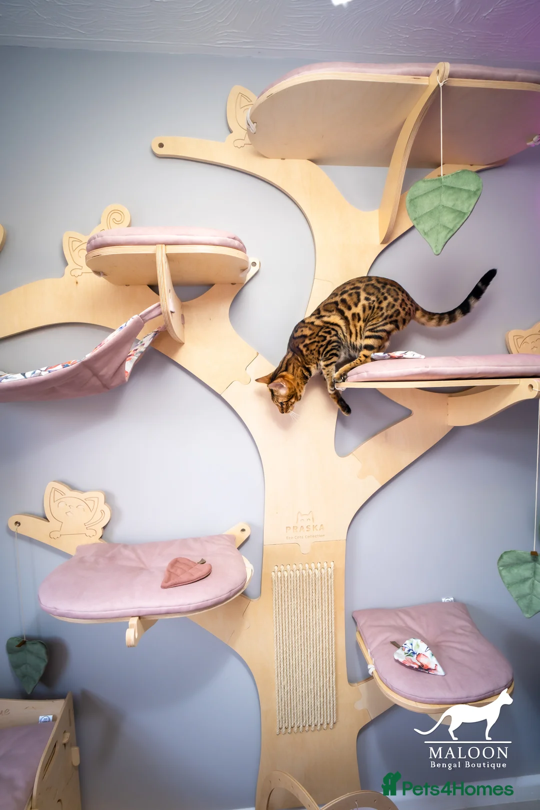 Bengal cats for sale: Stunning Bengal - Sophie. Forever family only. - Advert 13