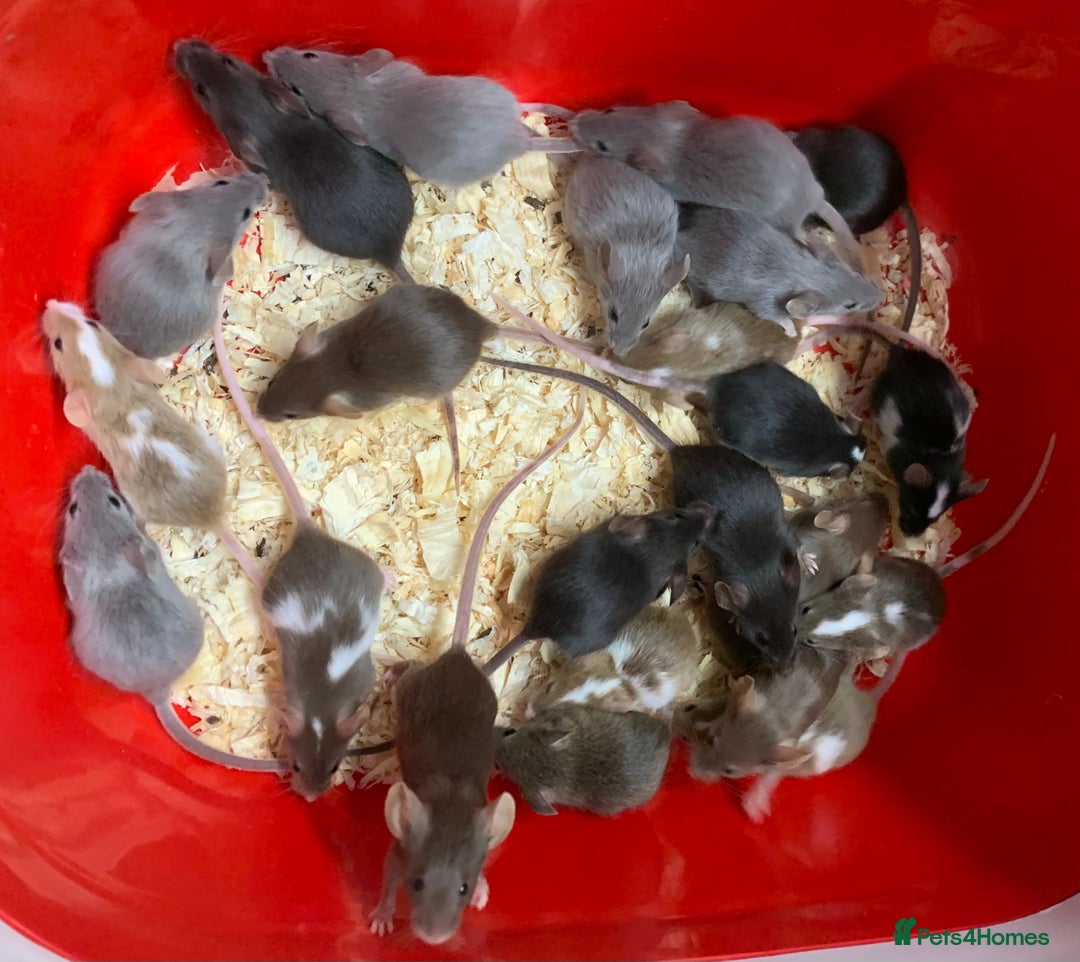 Rat rodents for sale: Beautiful tame fancy rats & mice - Advert 18