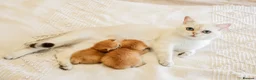 British Shorthair cats for sale: Beautiful Golden Chinchilla Kittens - Advert 2