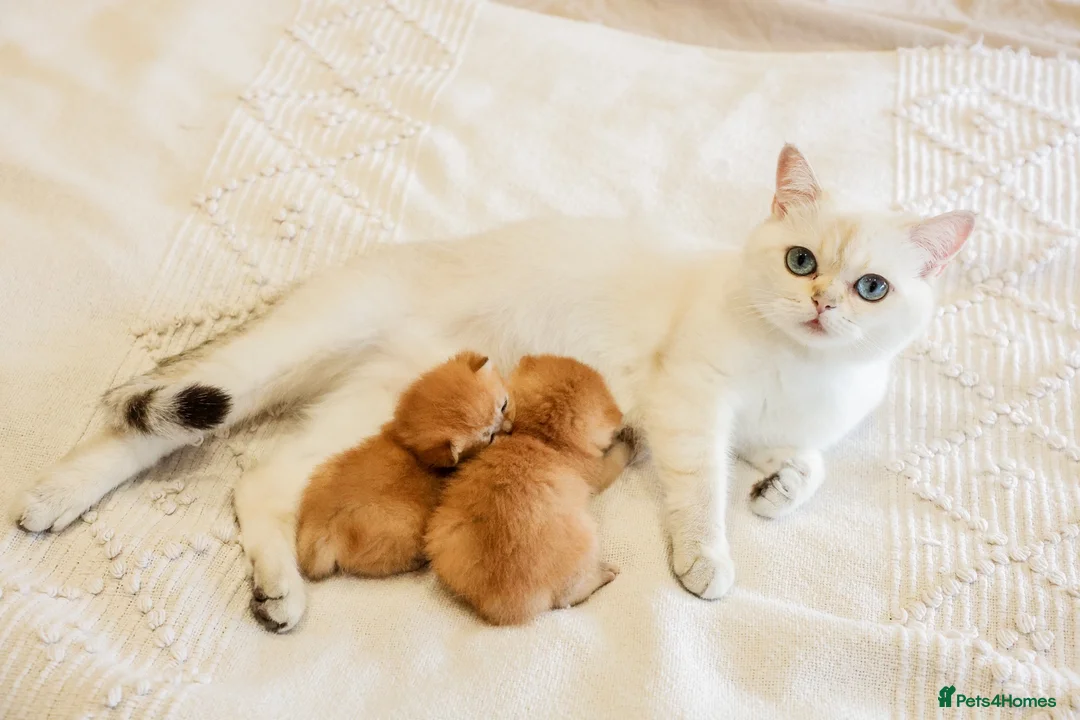 British Shorthair cats for sale: Beautiful Golden Chinchilla Kittens - Advert 2