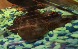 Plecos fish for sale: Beautiful pleco - Advert 3