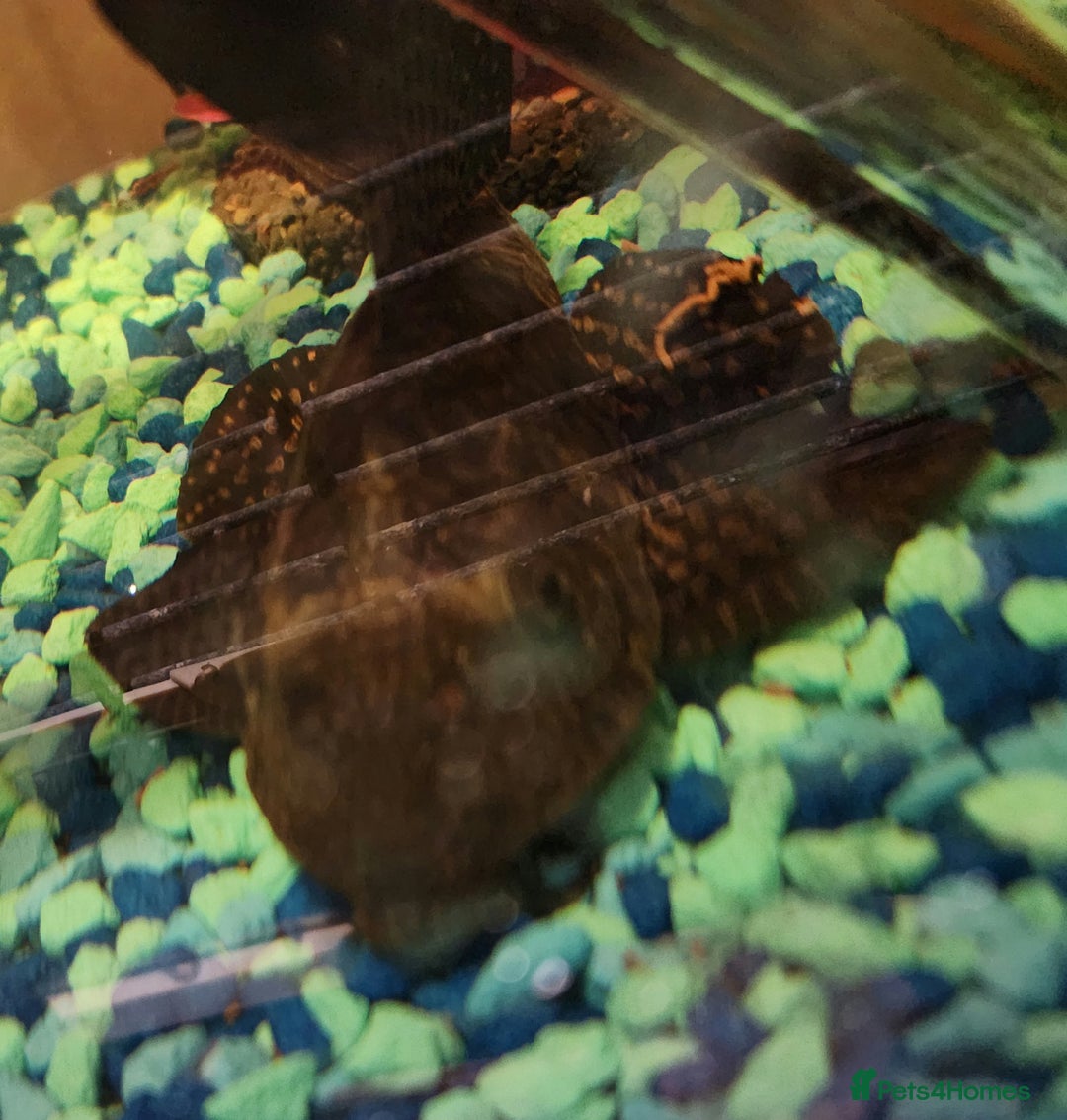 Plecos fish for sale: Beautiful pleco - Advert 3