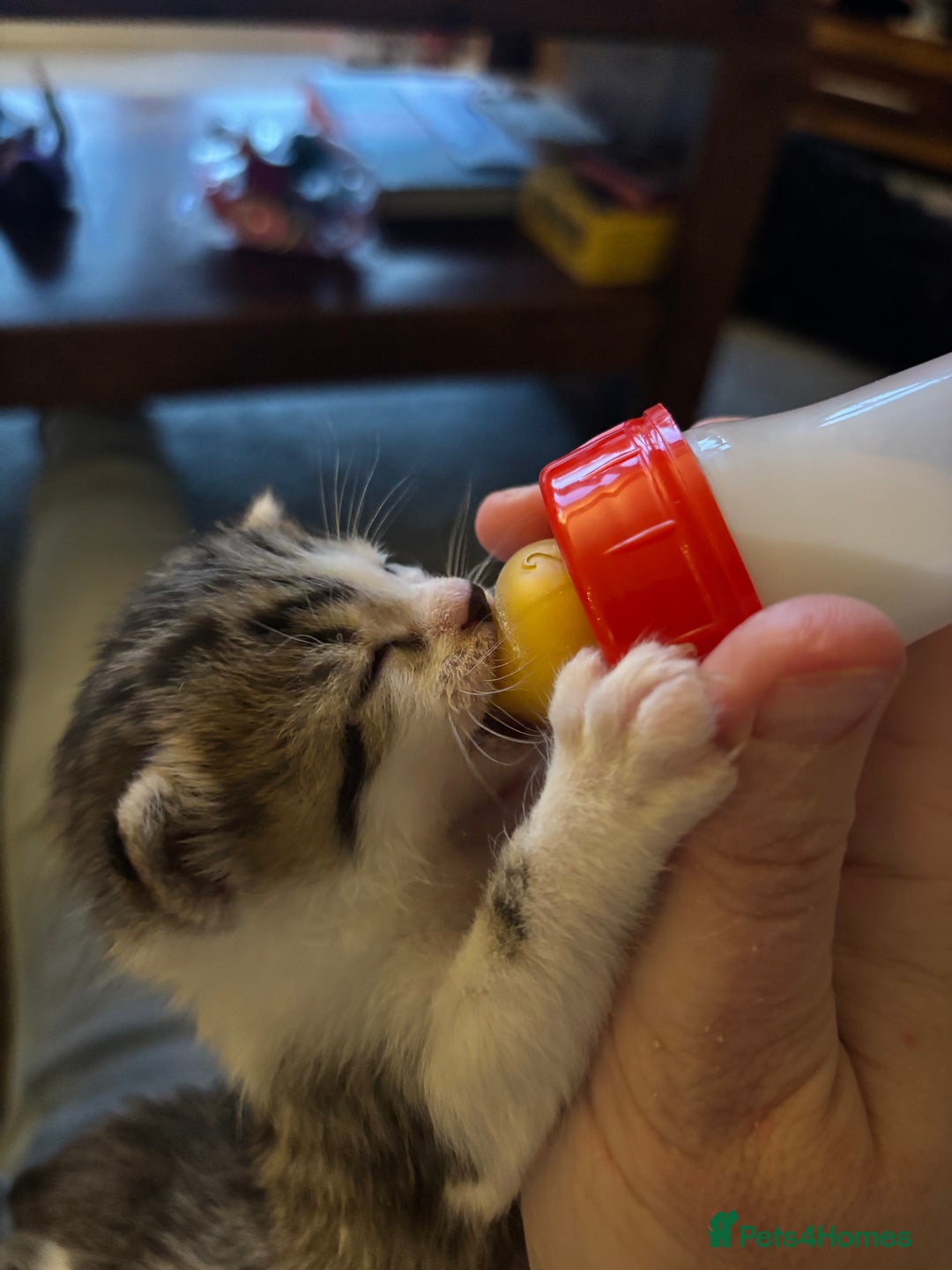 British Shorthair cats for sale: Four hand reared kittens Please read the info - Advert 23