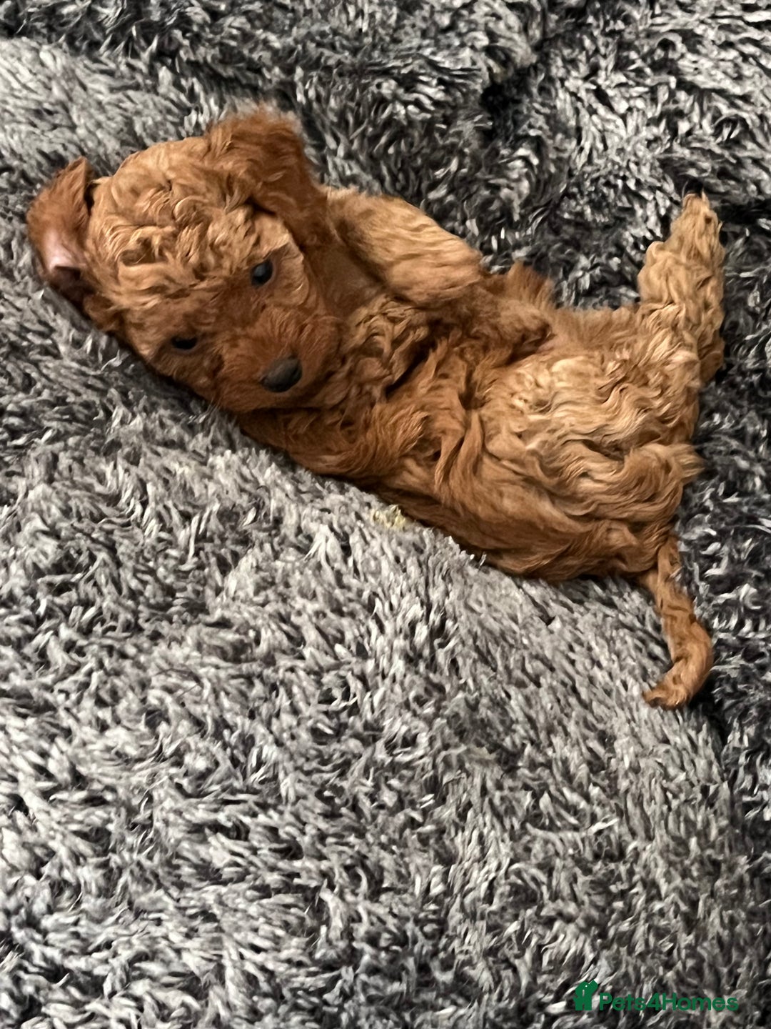 Cavapoo dogs for sale: 5⭐️⭐️⭐️⭐️⭐️F1b Curly Teddy Cavapoo’s DNA/heart  - Image 7