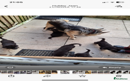 German Shepherd dogs for sale: German Shepard Puppies - Image 14
