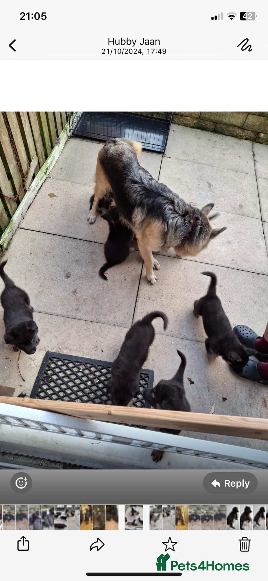 German Shepherd dogs for sale: German Shepard Puppies - Image 14