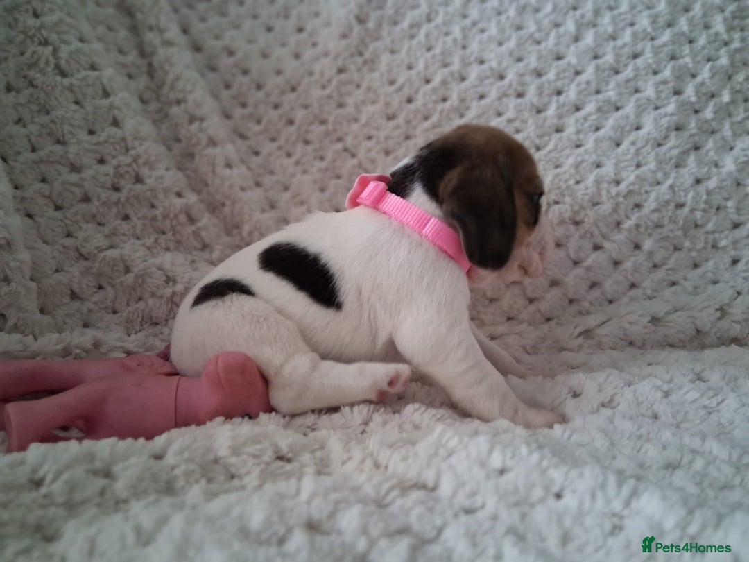 Beagle dogs for sale: KC Registered beagle puppies - Image 32
