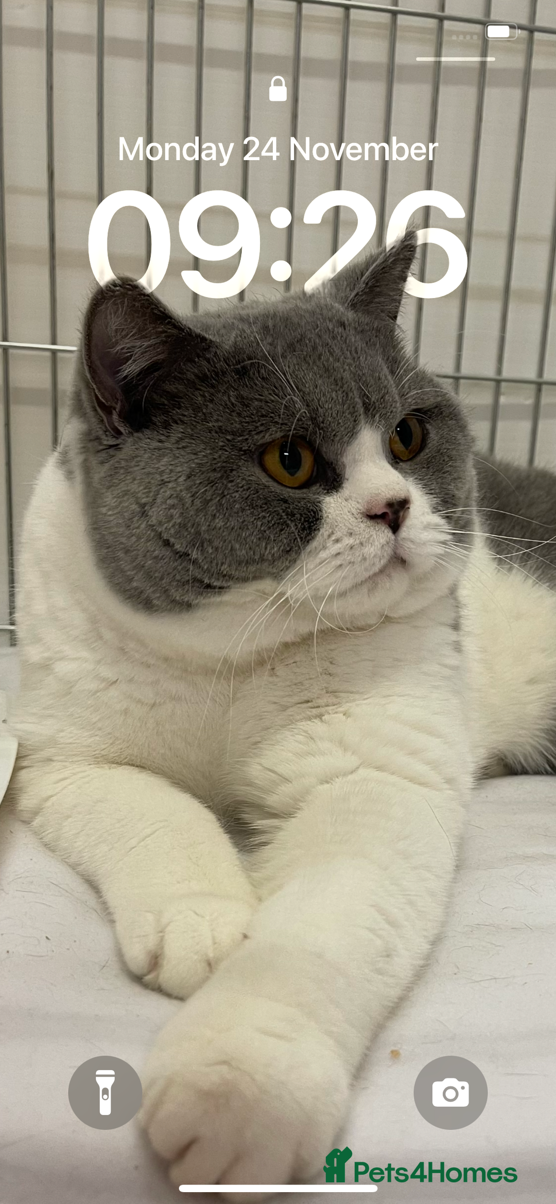British Shorthair cats for sale: Champion Sired Female BSH - Advert 23