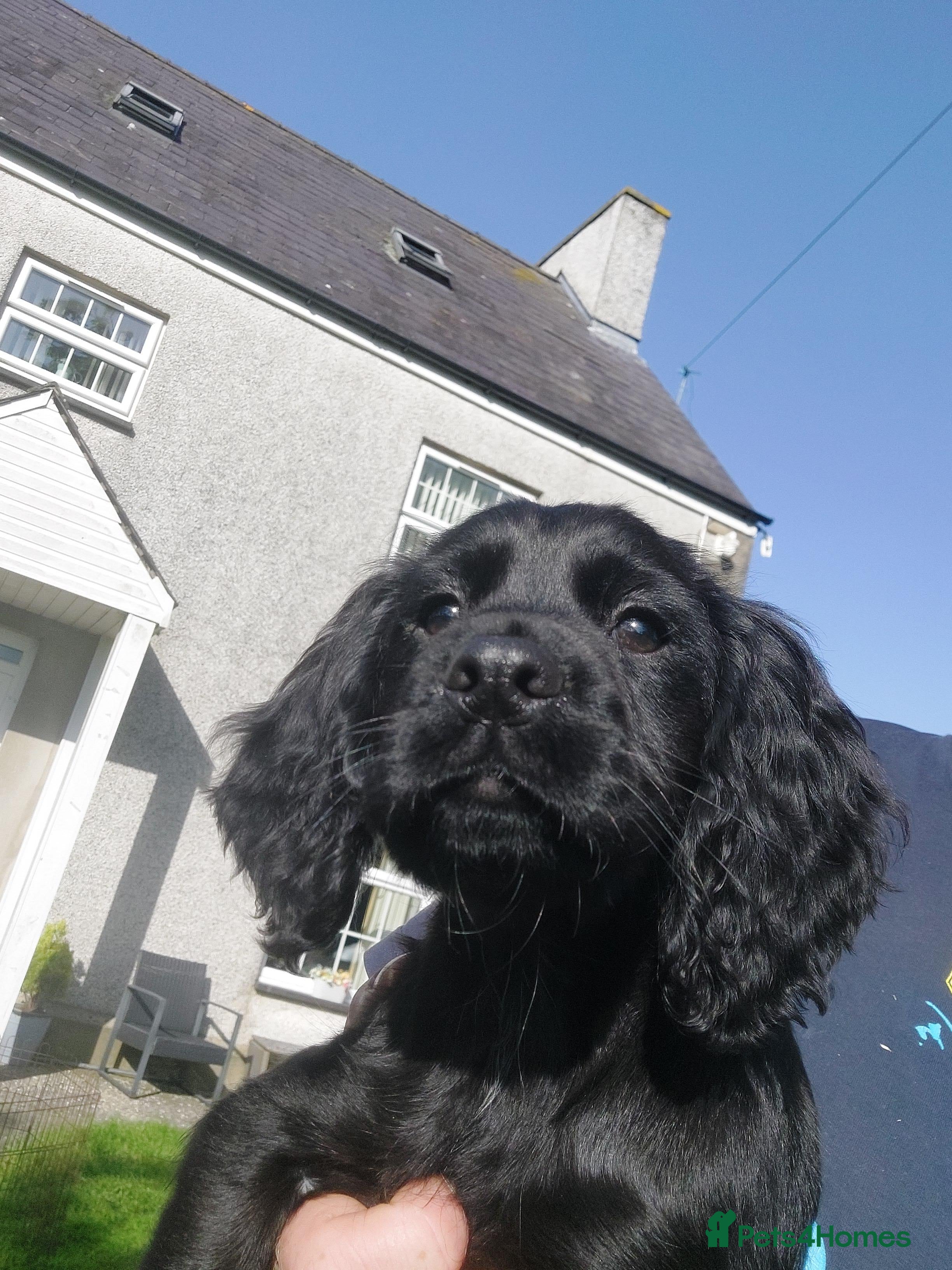 Cocker Spaniel dogs KC REG WORKING COCKER SPANIEL - Advert 1