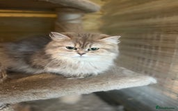 British Longhair cats for sale: Gorgeous female British Longhairs - Image 3