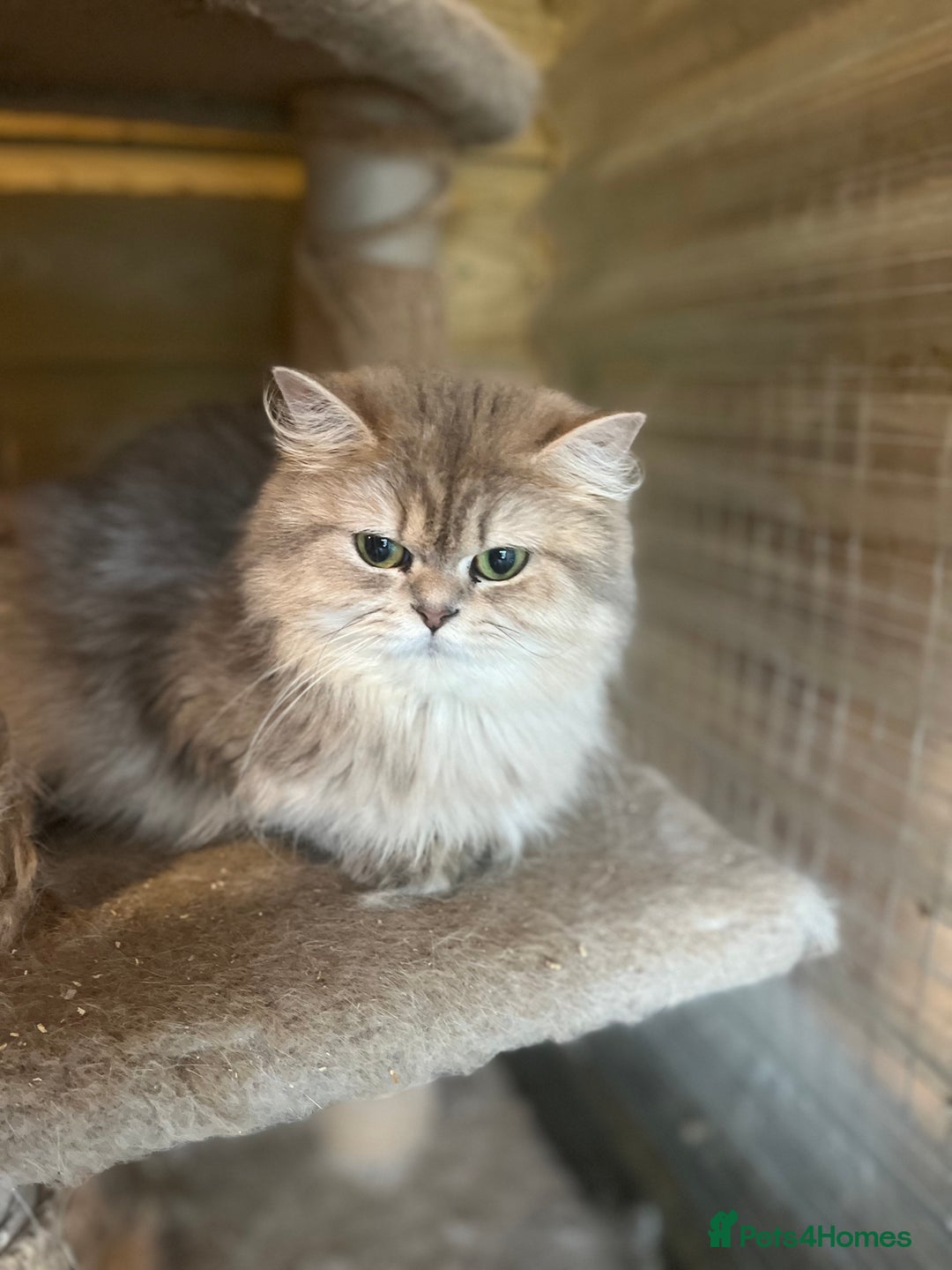 British Longhair cats for sale: Gorgeous female British Longhairs - Image 3