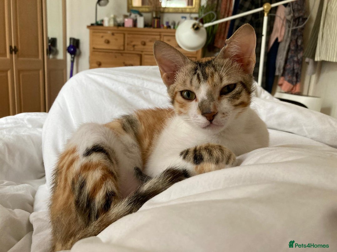 Mixed Breed cats for adoption: PUDDING -INTELLIGENT- CHEEKY GIRL THAT ENTERTAINS - Image 10