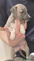 Whippet dogs Stunning kc reg whippets - Advert 3