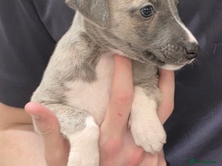 Whippet dogs Stunning kc reg whippets ready 5.12.25 - Advert 2