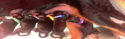 Rottweiler dogs for sale: 1 Female available,Champion linage Rottweiler - Advert 8