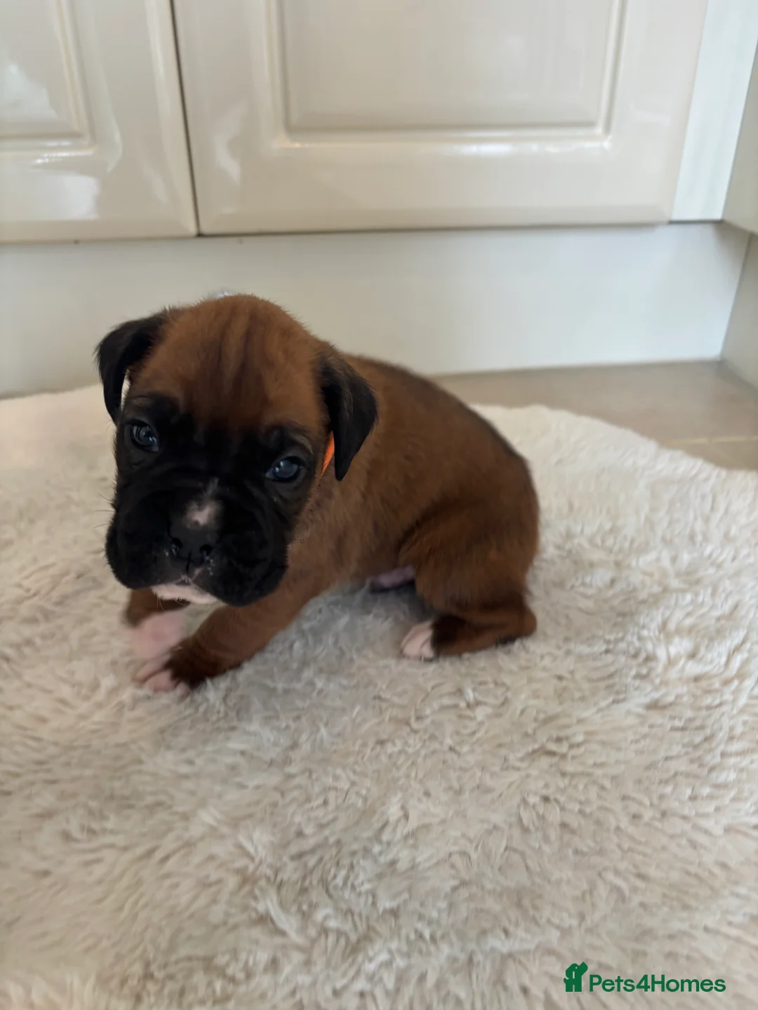 Boxer dogs for sale: Boxer puppies - Advert 18