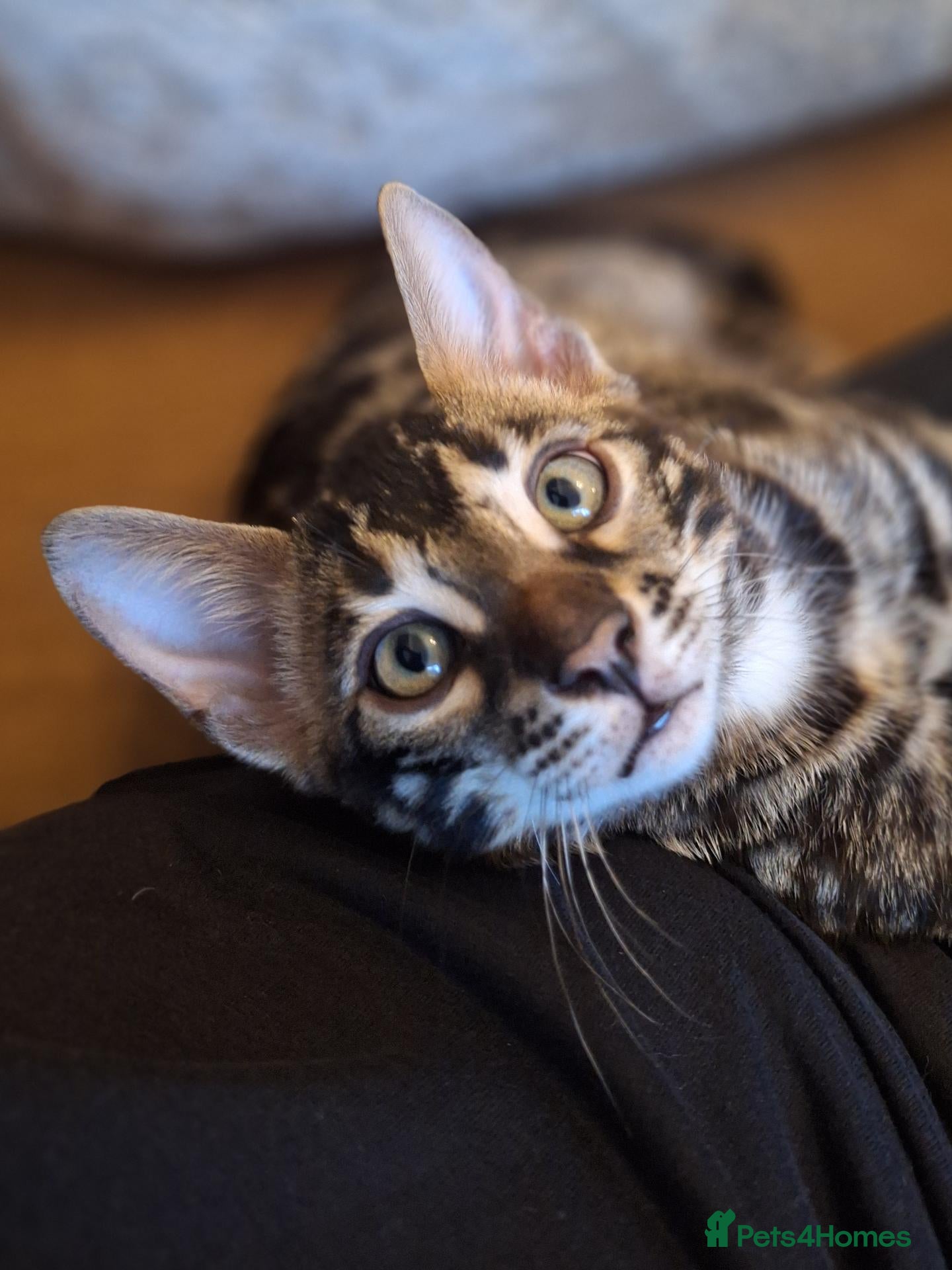 Bengal cats Wild and Luxurious Tica Bengals - Advert 1