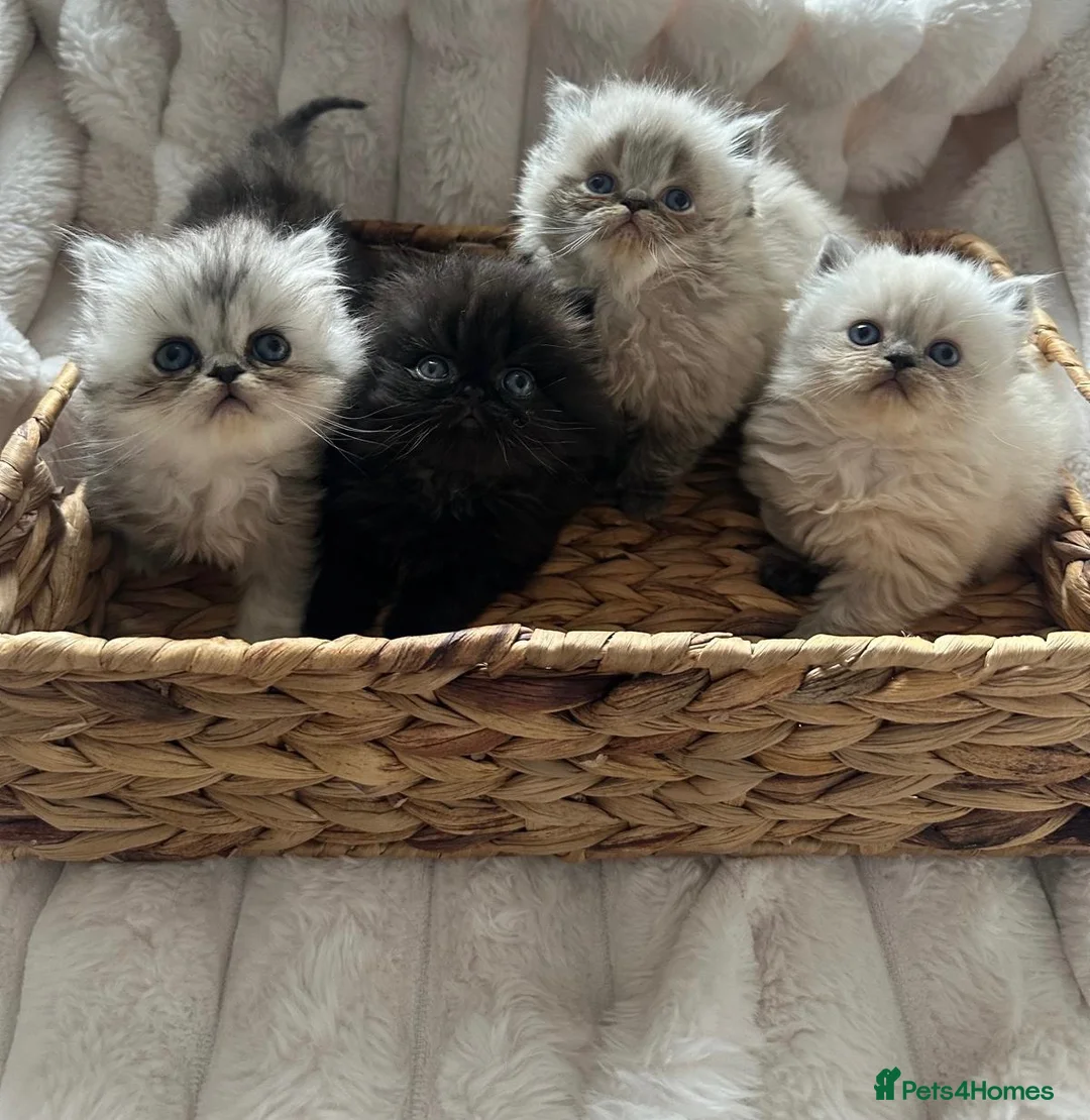 Persian cats for sale: Purebred Persian Kittens for Sale  - Advert 2