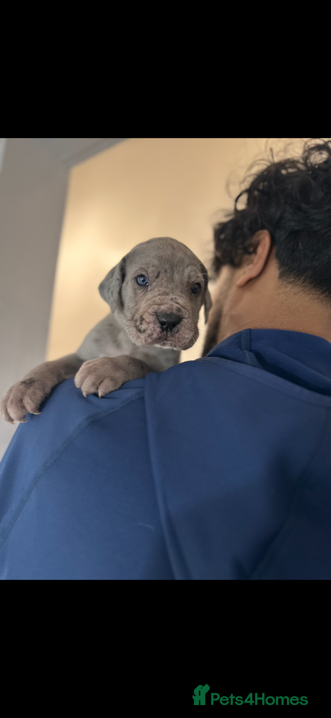 Cane Corso dogs for sale: Top Bloodline Cane Corsos - Advert 3