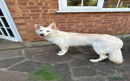 German Shepherd dogs for sale: Beautiful KC Registered White German Shepherd - Image 5