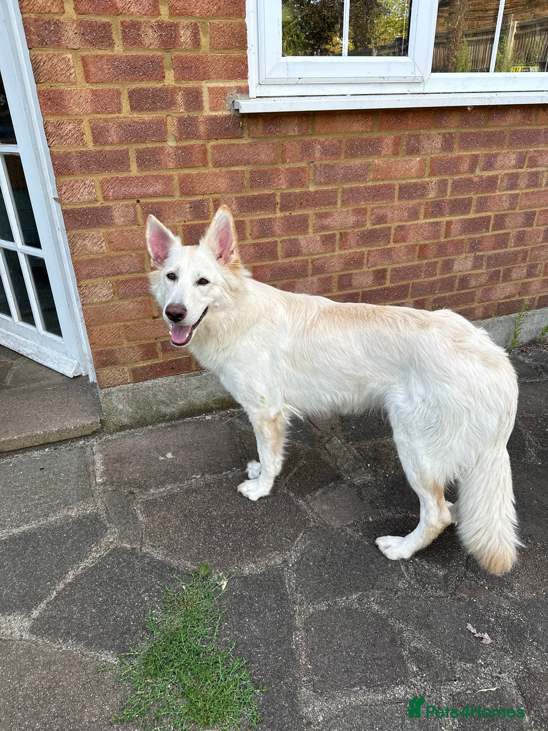 German Shepherd dogs for sale: Beautiful KC Registered White German Shepherd - Image 5