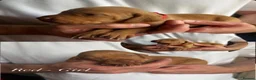 Hungarian Vizsla dogs for sale: KC Registered Hungarian Viszla litter  - Advert 19